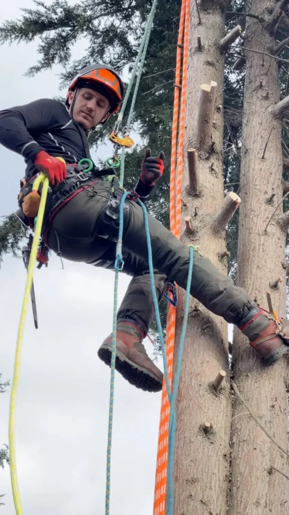 Arborist on climbing spikes dismantling a conifer stem