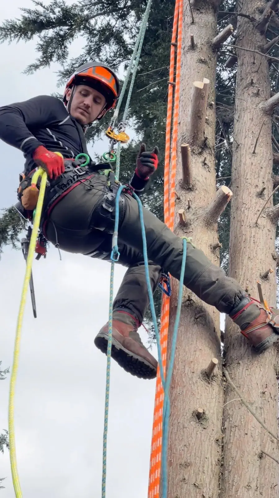 Arborist on climbing spikes dismantling a conifer stem