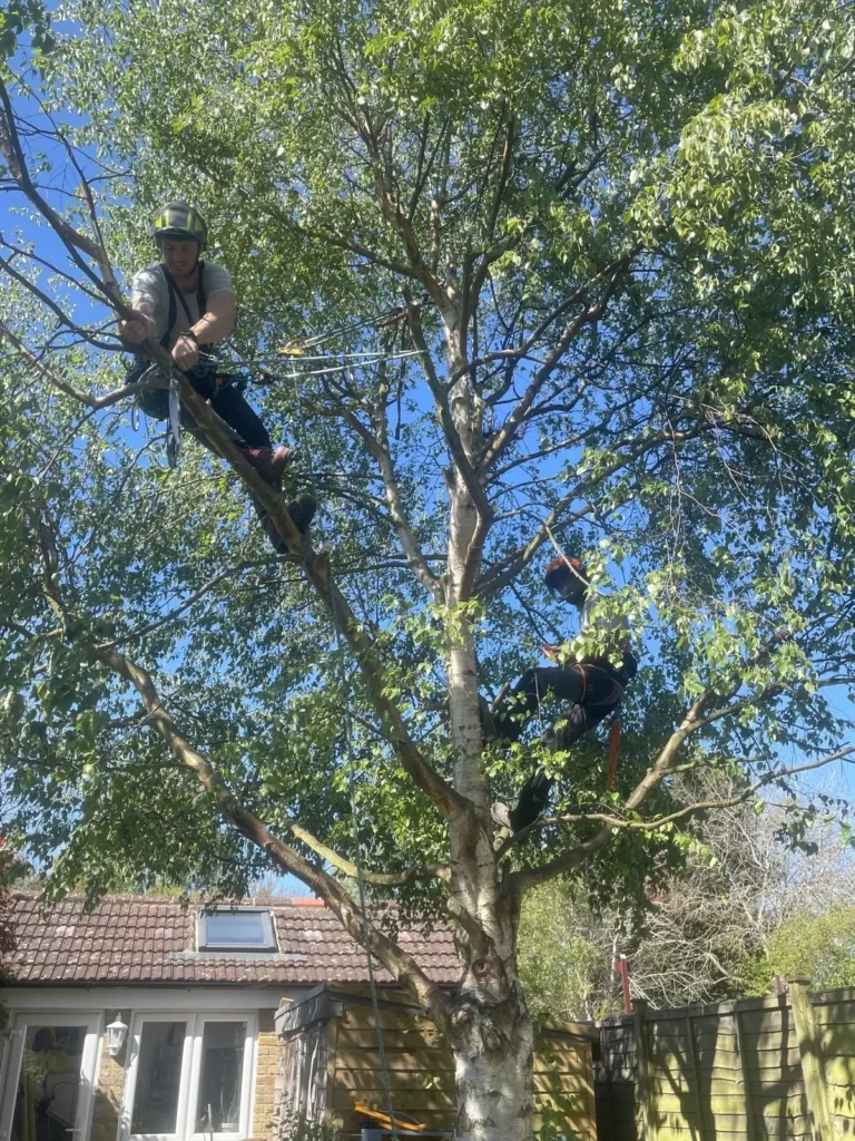 Arborist pruning inside a tree canopy
