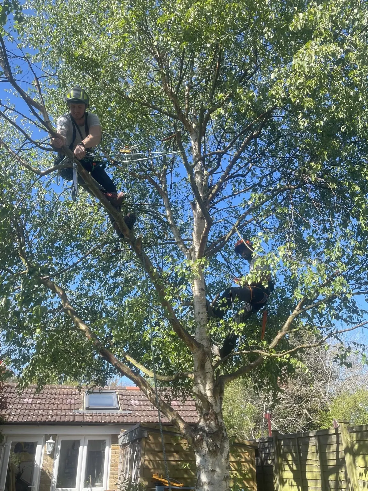 Arborist pruning inside a tree canopy