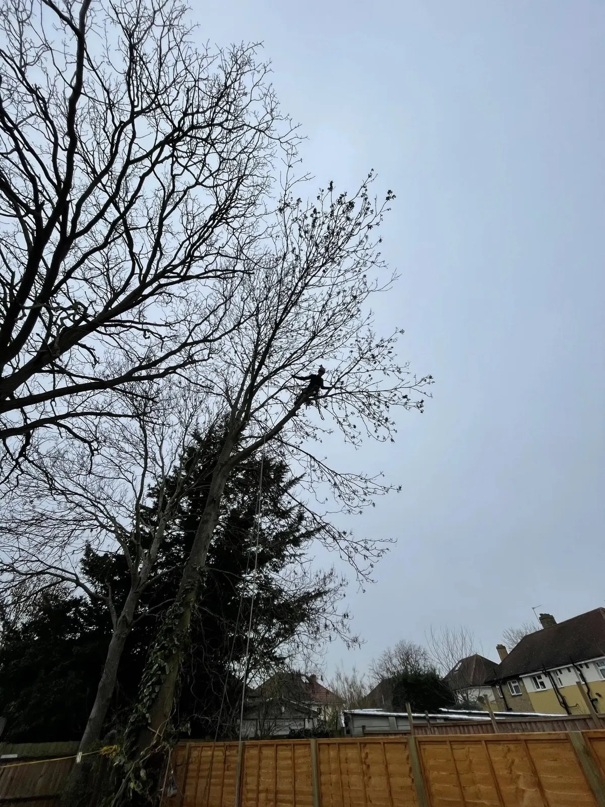 Tree surgeon working high in a tall deciduous tree