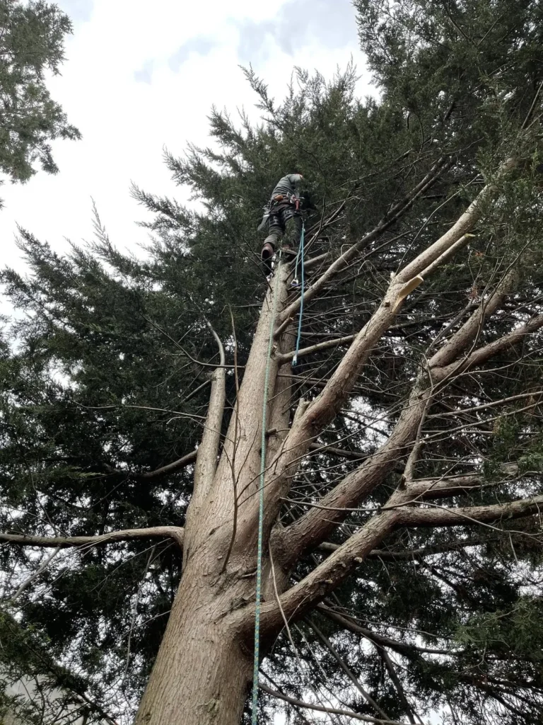 Tree surgeon reducing a large conifer
