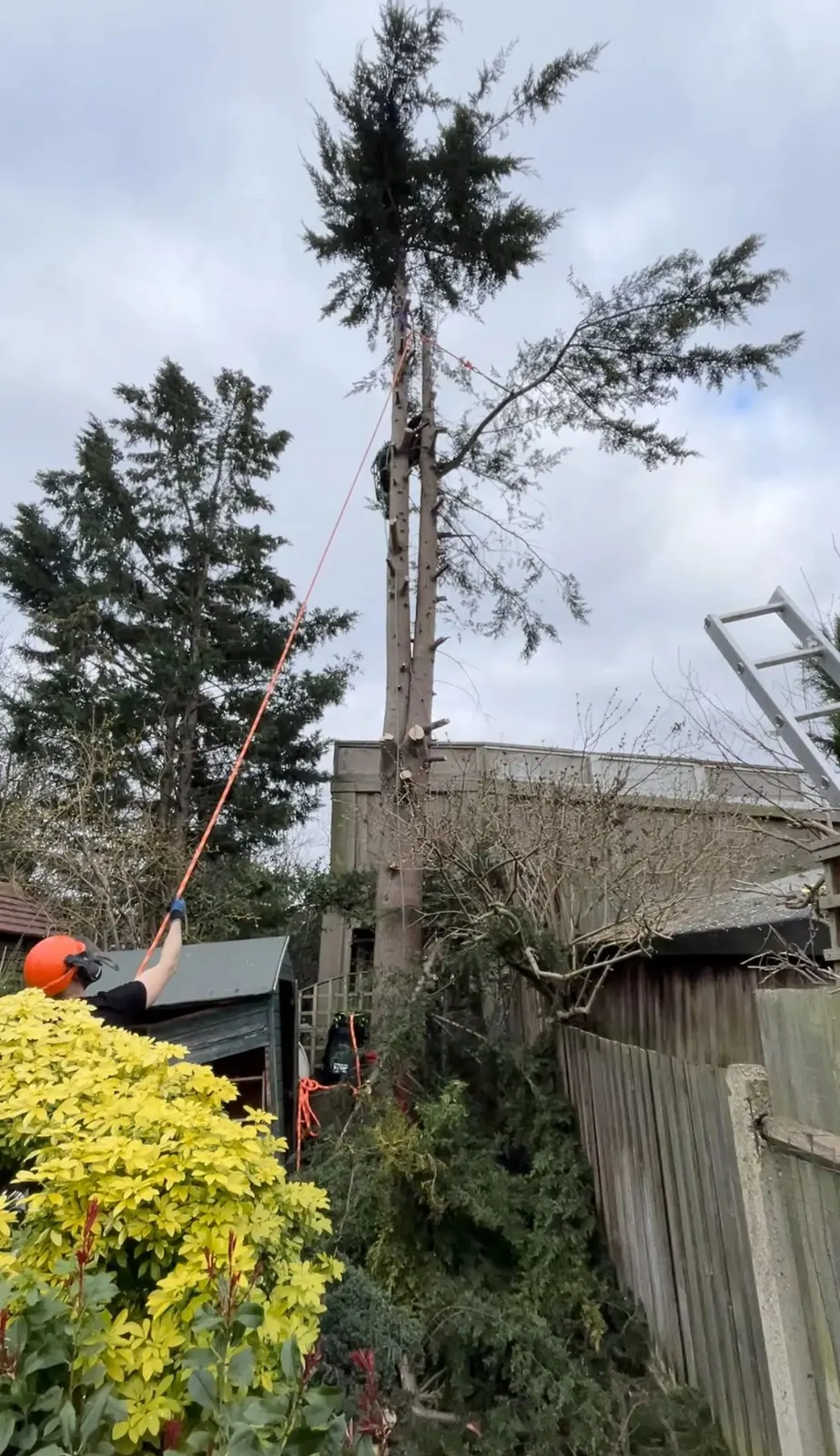 Conifer being dismantled with ropes and rigging over a garden