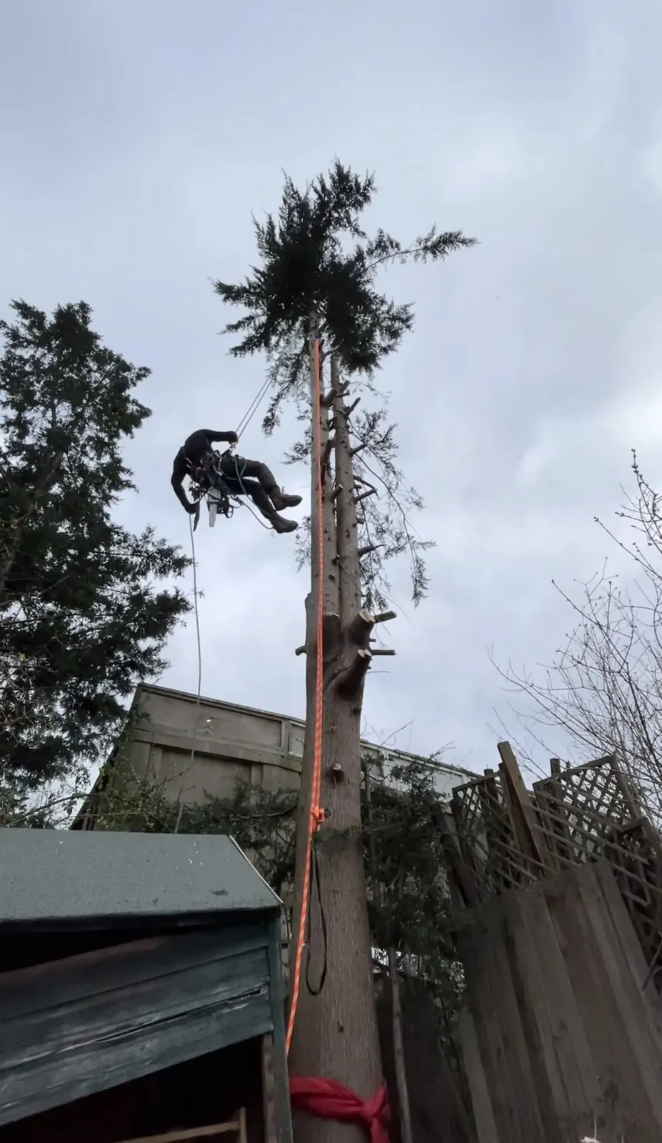 Climber dismantling a tall conifer section by section in a back garden