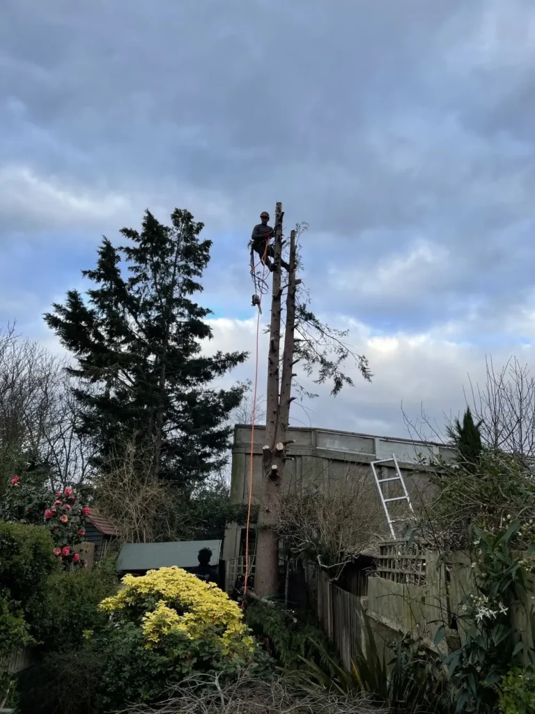 Conifer being reduced in sections next to a garden shed