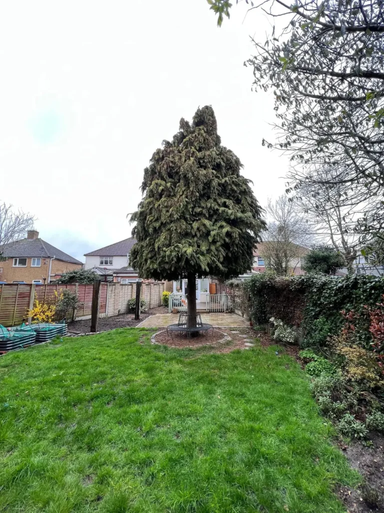 Conifer shaped into a topiary form on a lawn