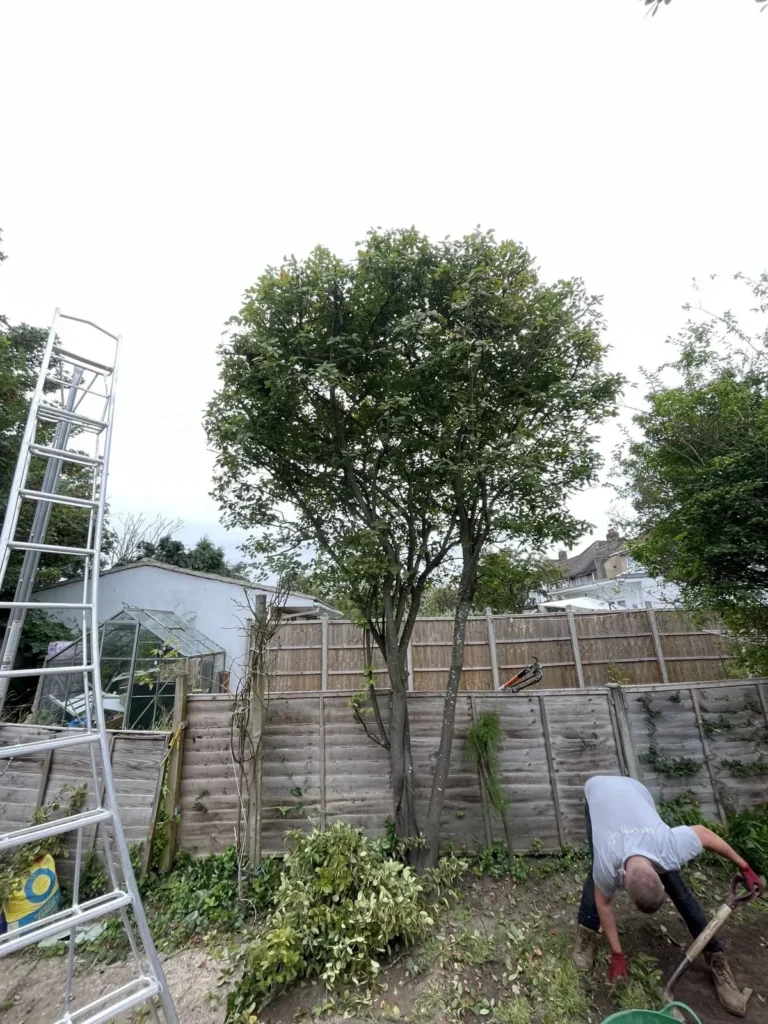 Garden tree crown lifted with a ladder in place