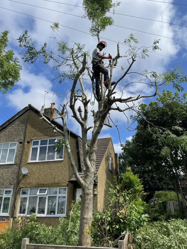 Climber carrying out a crown reduction beside a semi-detached house