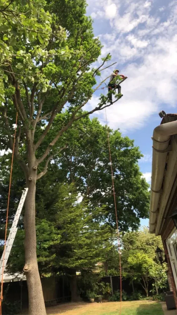 Tree surgeon at the top of a tall tree during a crown reduction