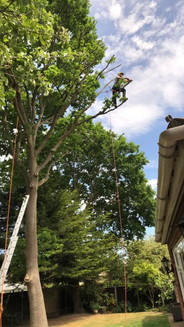 Tree surgeon at the top of a tall tree during a crown reduction