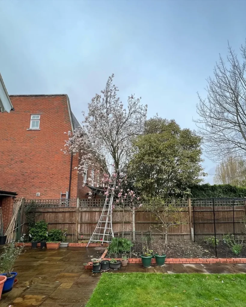 Flowering tree being pruned from a ladder