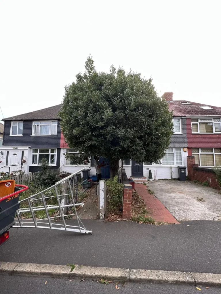 Front garden tree reshaped to clear the house