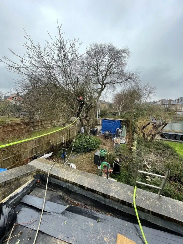 Tree cut back to its framework during pollarding