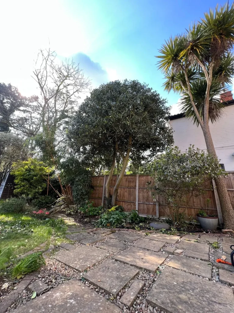 Garden trees and shrubs shaped in a back garden