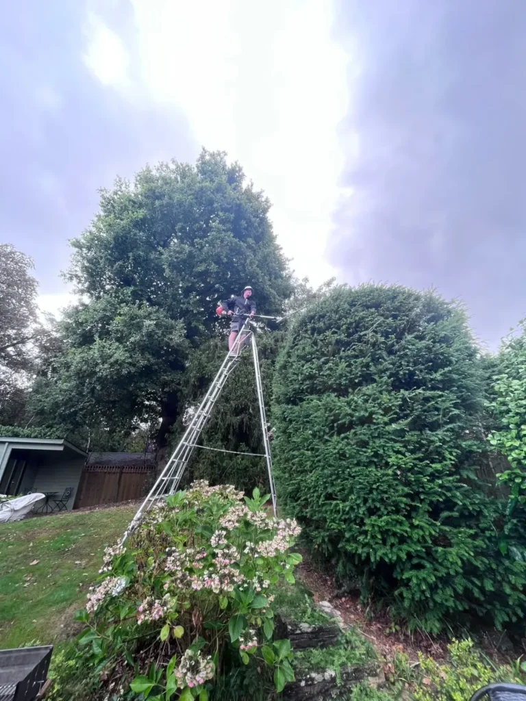 Tall hedge being trimmed from a tripod ladder