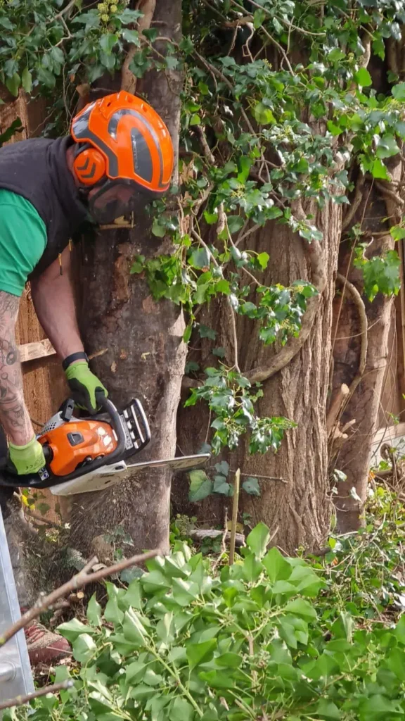 Arborist using a chainsaw to cut ivy from a tree trunk