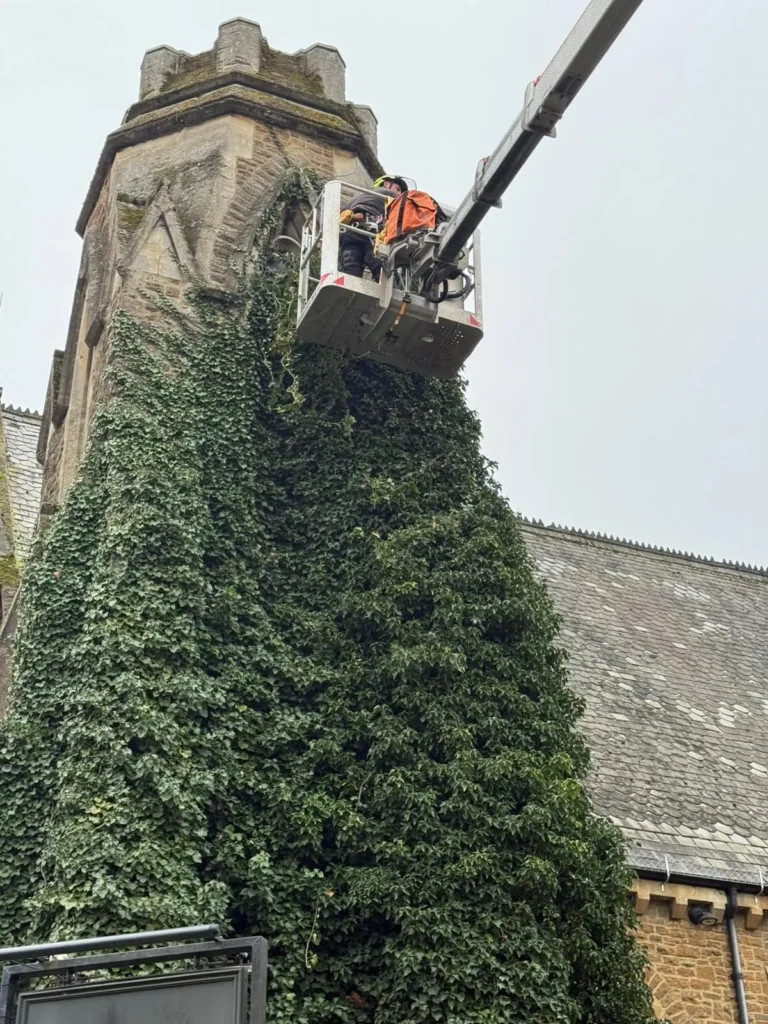 Ivy being cut back from a tall wall using a cherry picker