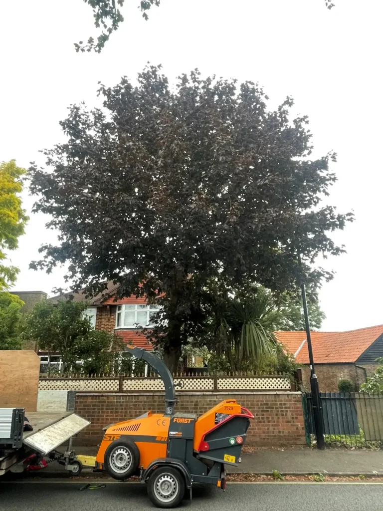Large garden tree after a crown reduction