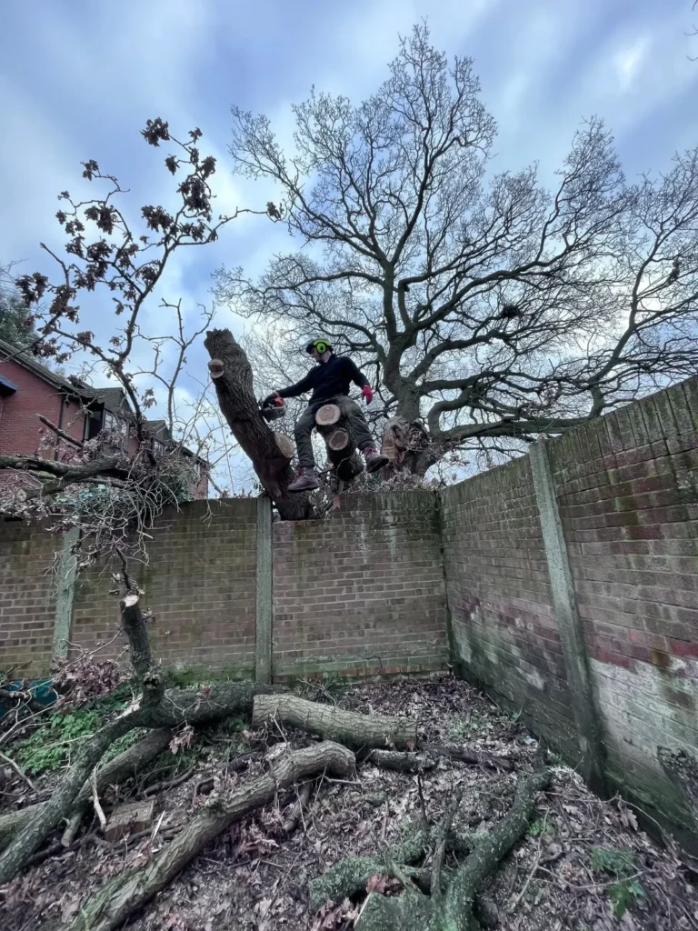 Large tree sections being removed over a garden wall