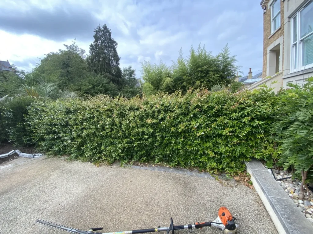 Laurel hedge freshly trimmed along a driveway