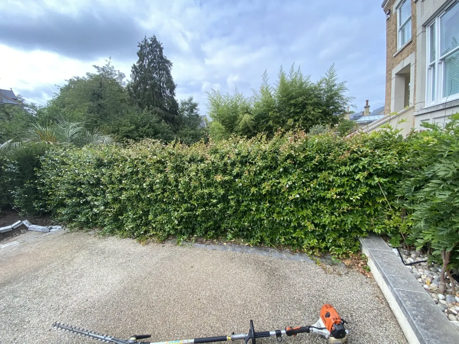 Laurel hedge freshly trimmed along a driveway