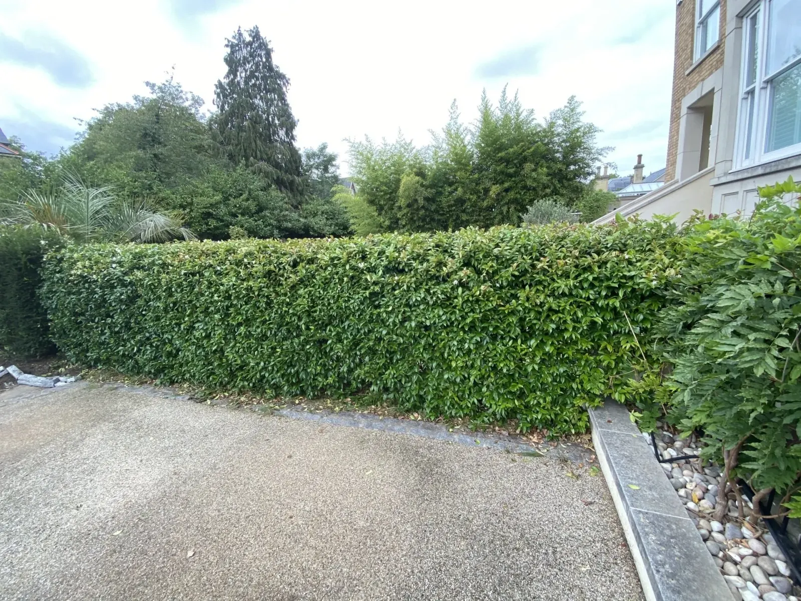 Long laurel hedge trimmed flat and square