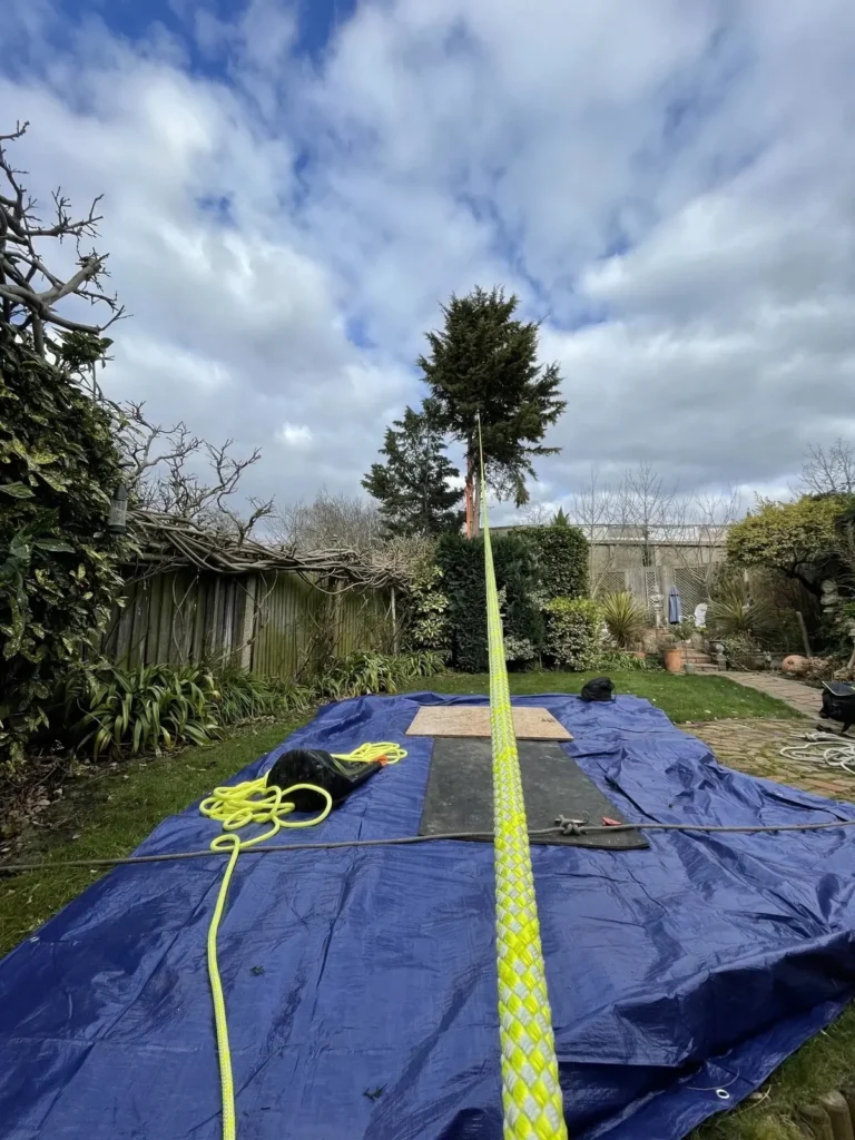 Lawn protected with a tarpaulin while a tree is felled with a pull line