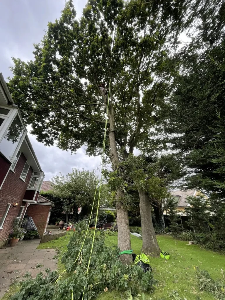 Mature garden tree after crown lifting