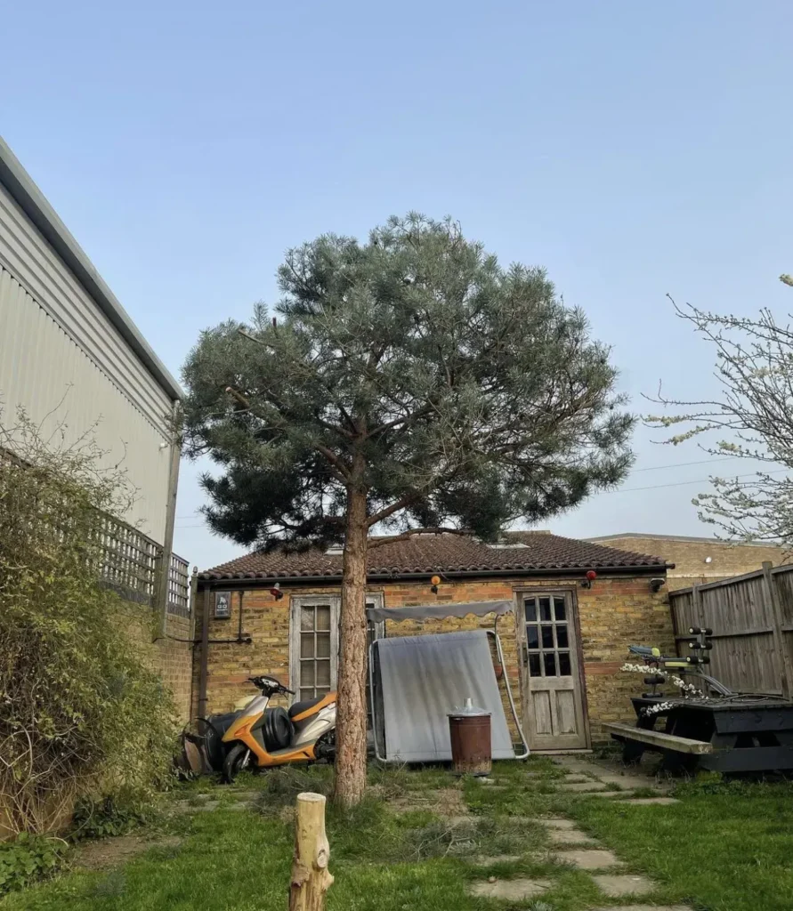 Pine tree crown lifted to clear a garden building