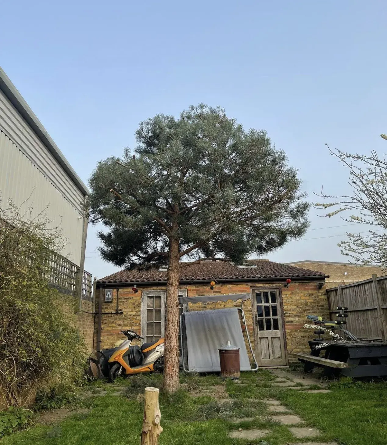 Pine tree crown lifted to clear a garden building