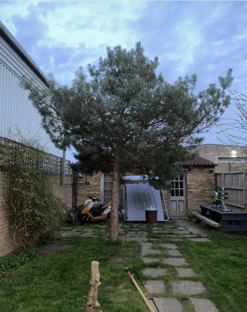 Pine tree with lower branches removed after crown lifting
