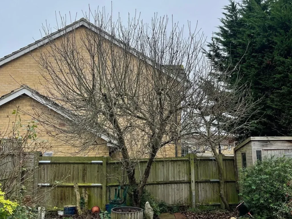 Pollarded tree next to a garden fence