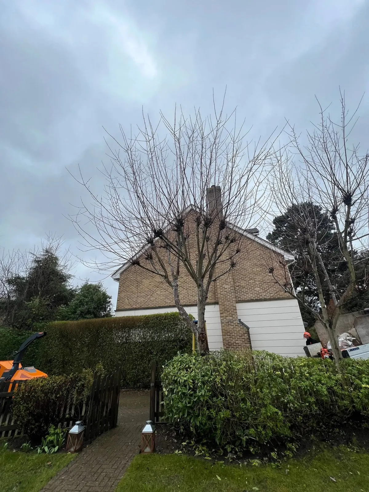 Pollarded tree in a front garden