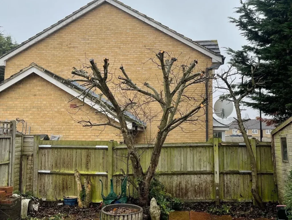 Pollarded tree in a back garden beside a house