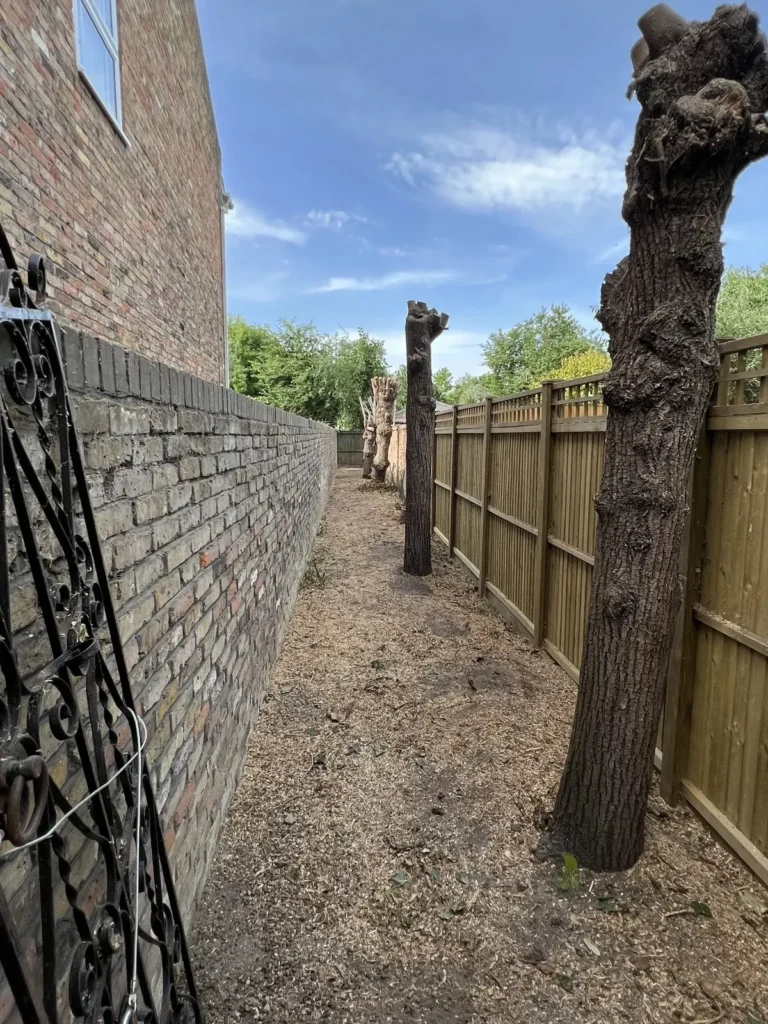 Row of pollarded trunks along a garden wall