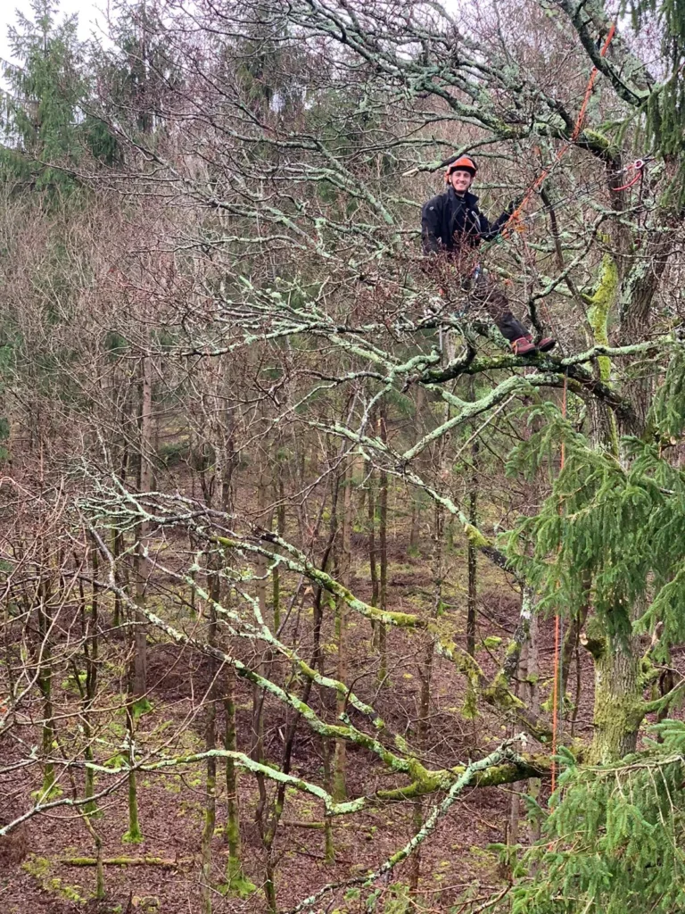 Tree surgeon pruning a tree on the edge of woodland