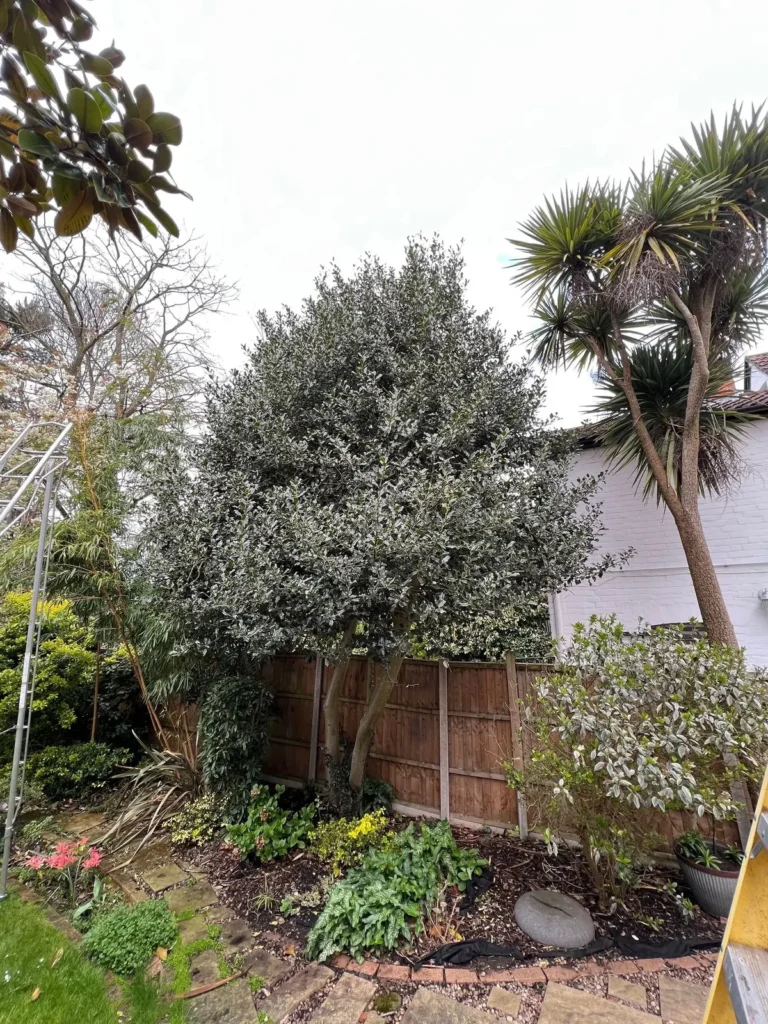 Evergreen shrub tree shaped in a garden