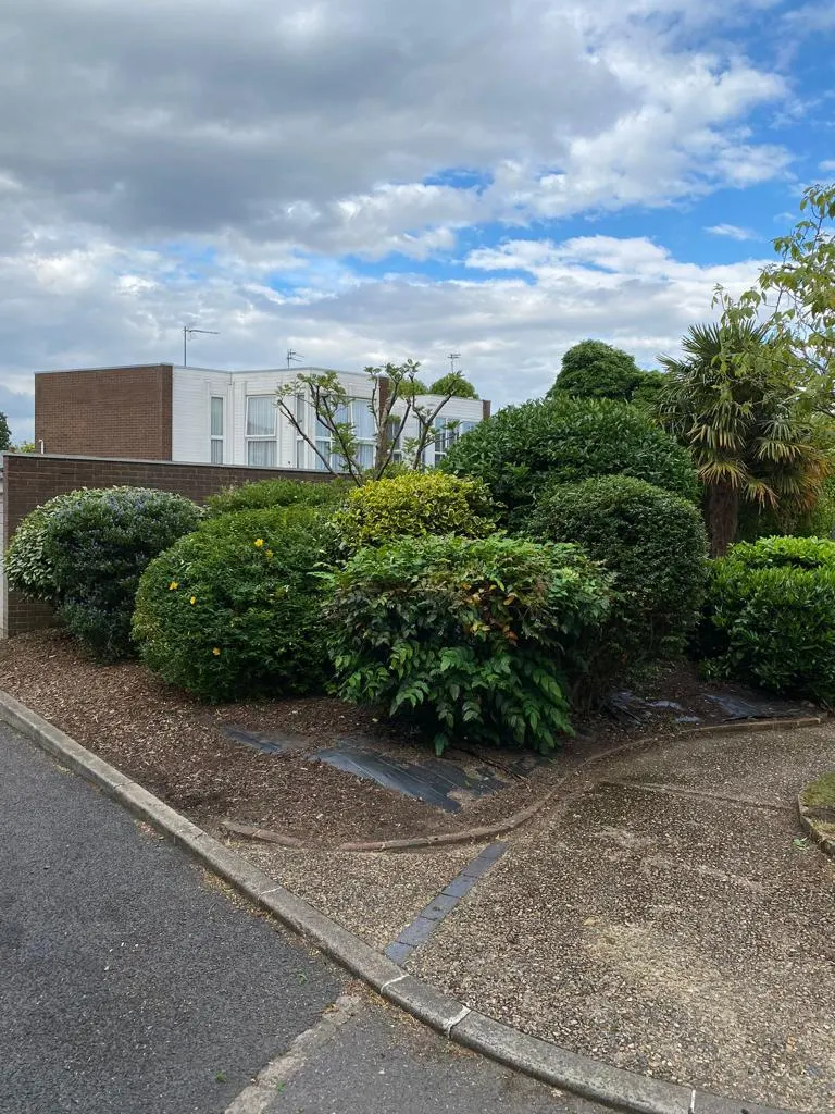 Shrubs shaped into neat domes in a front garden