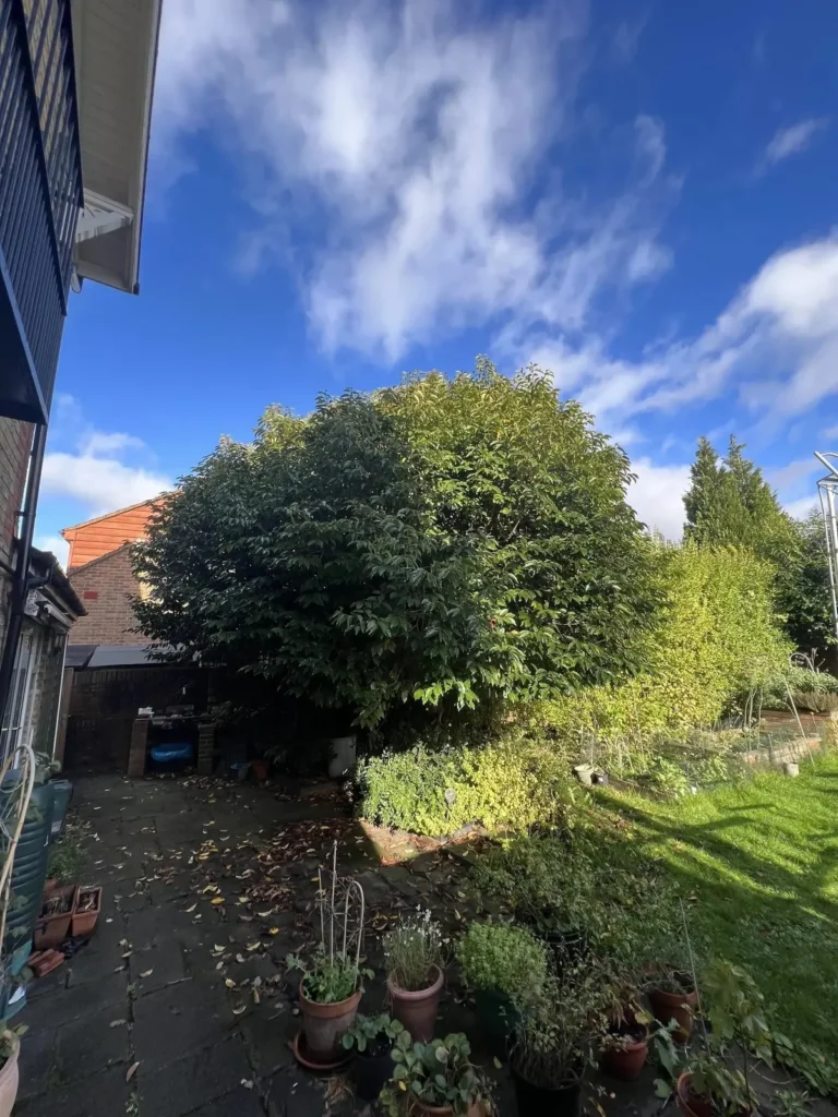 Shrubs and hedges trimmed in a back garden