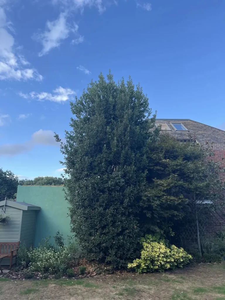 Tall conifer trimmed to a neat shape