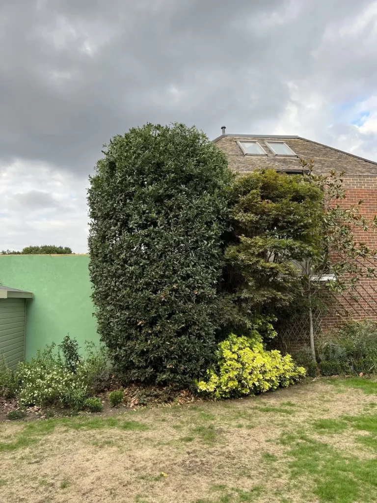 Tall hedge and shrubs trimmed beside a house