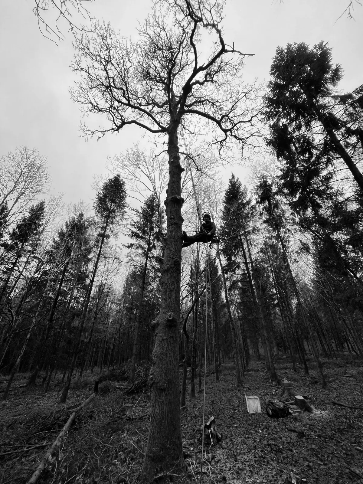 Arborist dismantling a tall tree beside woodland