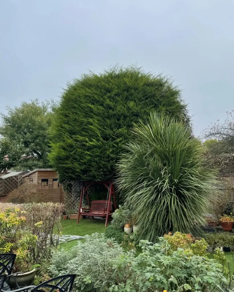 Clipped topiary dome next to a palm