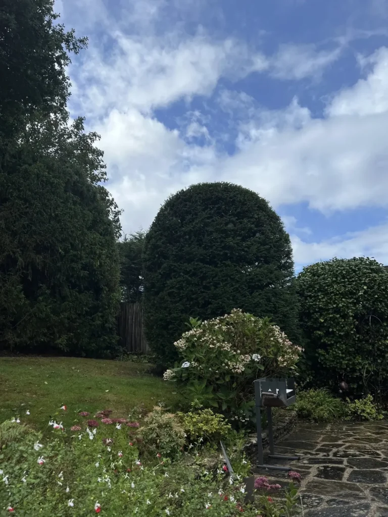 Large clipped domes and shrubs in a garden