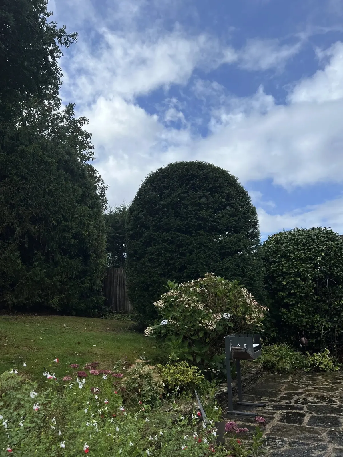 Large clipped domes and shrubs in a garden
