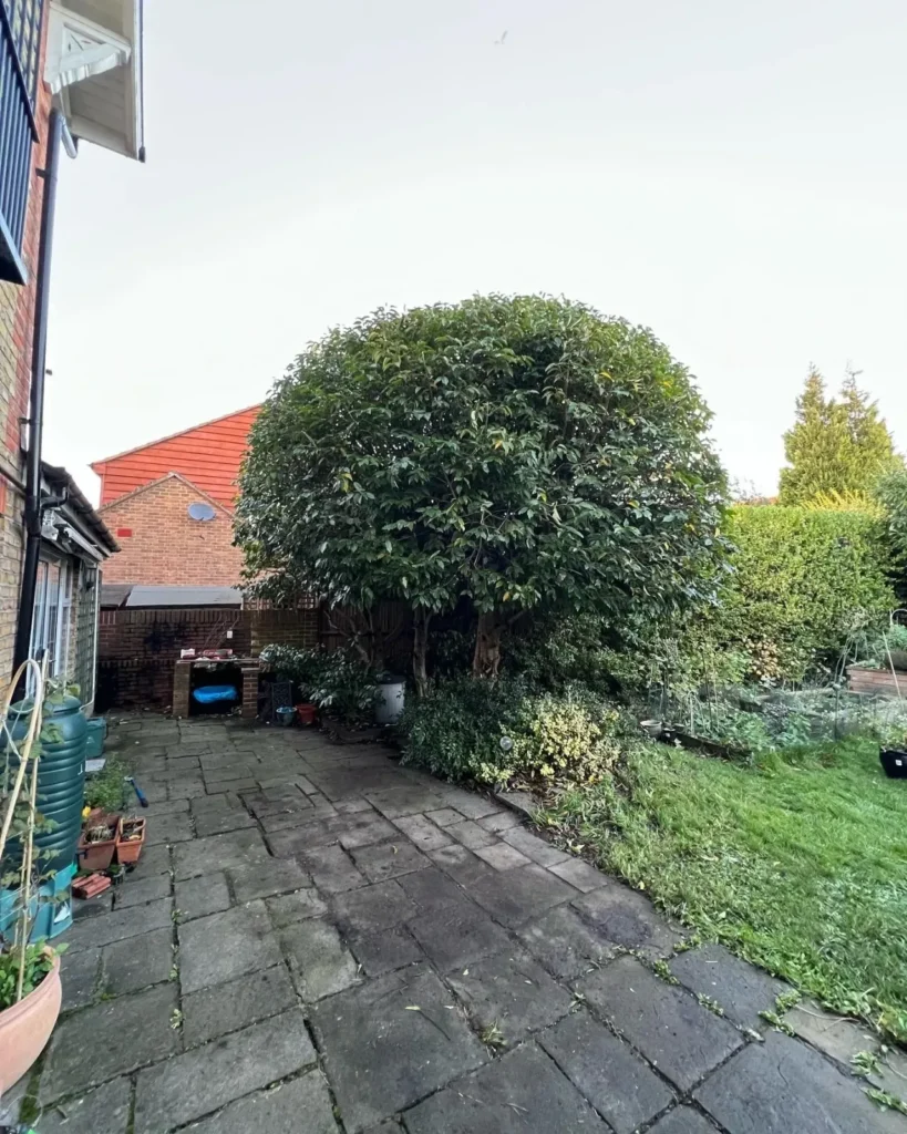 Clipped topiary tree beside a patio