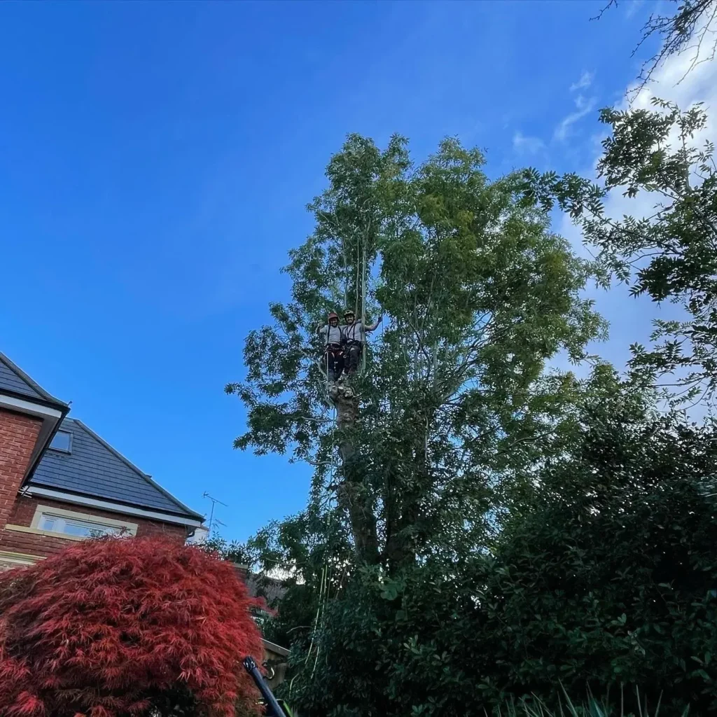 Tree canopy against a blue sky after pruning