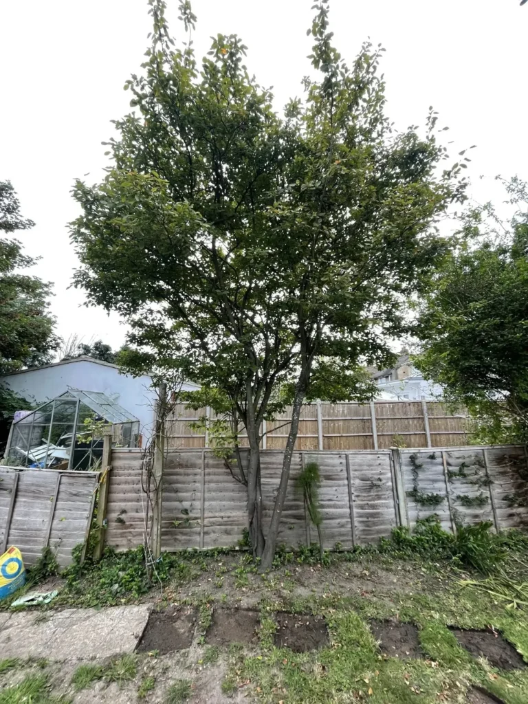 Tree crown lifted above a greenhouse and fence