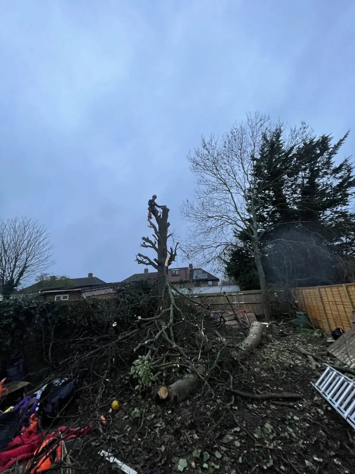 Tree removal in progress in a back garden