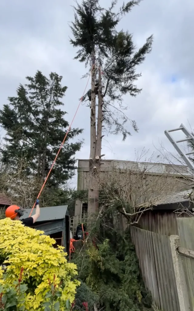 Tree section being lowered on a rigging line